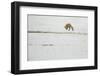 American Red Fox (Vulpes vulpes fulva) adult, hunting, jumping on prey in snow, Yellowstone-Paul Hobson-Framed Photographic Print