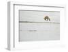 American Red Fox (Vulpes vulpes fulva) adult, hunting, jumping on prey in snow, Yellowstone-Paul Hobson-Framed Photographic Print