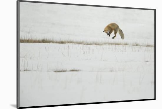 American Red Fox (Vulpes vulpes fulva) adult, hunting, jumping on prey in snow, Yellowstone-Paul Hobson-Mounted Photographic Print