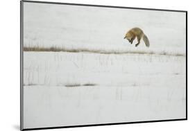 American Red Fox (Vulpes vulpes fulva) adult, hunting, jumping on prey in snow, Yellowstone-Paul Hobson-Mounted Photographic Print