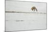 American Red Fox (Vulpes vulpes fulva) adult, hunting, jumping on prey in snow, Yellowstone-Paul Hobson-Mounted Photographic Print