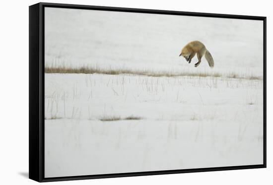 American Red Fox (Vulpes vulpes fulva) adult, hunting, jumping on prey in snow, Yellowstone-Paul Hobson-Framed Stretched Canvas