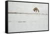 American Red Fox (Vulpes vulpes fulva) adult, hunting, jumping on prey in snow, Yellowstone-Paul Hobson-Framed Stretched Canvas