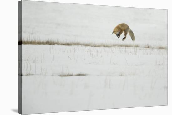 American Red Fox (Vulpes vulpes fulva) adult, hunting, jumping on prey in snow, Yellowstone-Paul Hobson-Stretched Canvas