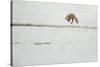 American Red Fox (Vulpes vulpes fulva) adult, hunting, jumping on prey in snow, Yellowstone-Paul Hobson-Stretched Canvas