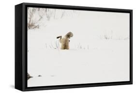 American Red Fox (Vulpes vulpes fulva) adult, hunting, jumping on prey in snow, Yellowstone-Paul Hobson-Framed Stretched Canvas