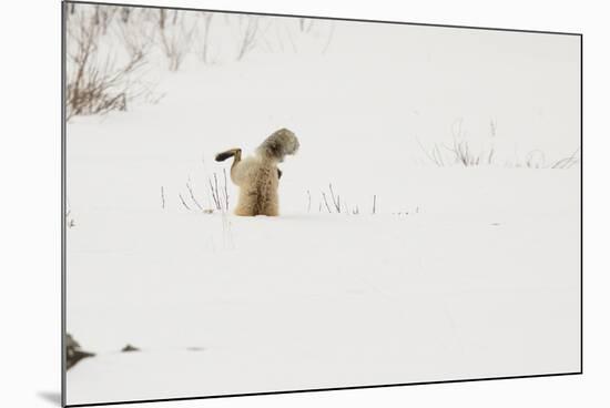 American Red Fox (Vulpes vulpes fulva) adult, hunting, jumping on prey in snow, Yellowstone-Paul Hobson-Mounted Photographic Print