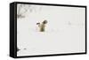 American Red Fox (Vulpes vulpes fulva) adult, hunting, jumping on prey in snow, Yellowstone-Paul Hobson-Framed Stretched Canvas