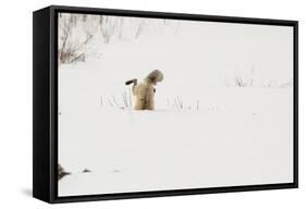 American Red Fox (Vulpes vulpes fulva) adult, hunting, jumping on prey in snow, Yellowstone-Paul Hobson-Framed Stretched Canvas