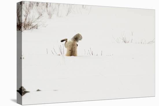 American Red Fox (Vulpes vulpes fulva) adult, hunting, jumping on prey in snow, Yellowstone-Paul Hobson-Stretched Canvas