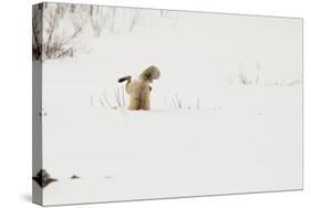 American Red Fox (Vulpes vulpes fulva) adult, hunting, jumping on prey in snow, Yellowstone-Paul Hobson-Stretched Canvas