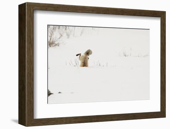 American Red Fox (Vulpes vulpes fulva) adult, hunting, jumping on prey in snow, Yellowstone-Paul Hobson-Framed Photographic Print