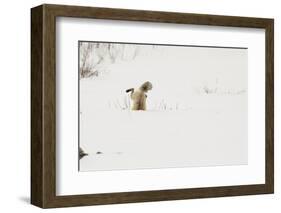 American Red Fox (Vulpes vulpes fulva) adult, hunting, jumping on prey in snow, Yellowstone-Paul Hobson-Framed Photographic Print