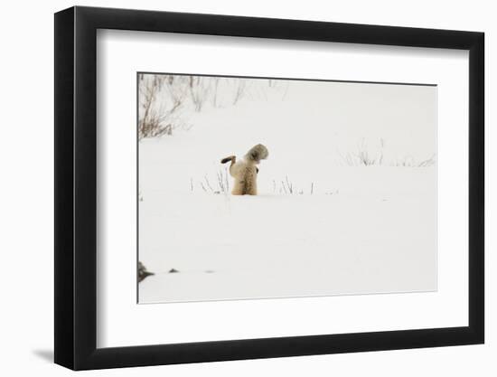 American Red Fox (Vulpes vulpes fulva) adult, hunting, jumping on prey in snow, Yellowstone-Paul Hobson-Framed Photographic Print