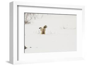 American Red Fox (Vulpes vulpes fulva) adult, hunting, jumping on prey in snow, Yellowstone-Paul Hobson-Framed Photographic Print