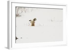 American Red Fox (Vulpes vulpes fulva) adult, hunting, jumping on prey in snow, Yellowstone-Paul Hobson-Framed Photographic Print