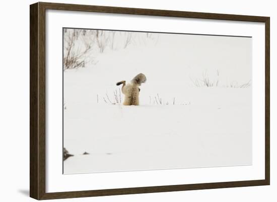 American Red Fox (Vulpes vulpes fulva) adult, hunting, jumping on prey in snow, Yellowstone-Paul Hobson-Framed Photographic Print