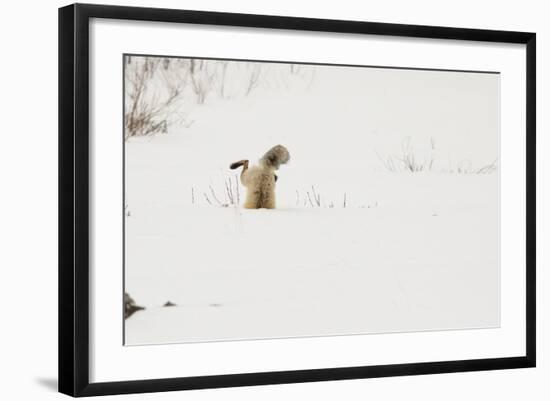 American Red Fox (Vulpes vulpes fulva) adult, hunting, jumping on prey in snow, Yellowstone-Paul Hobson-Framed Photographic Print