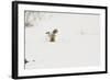 American Red Fox (Vulpes vulpes fulva) adult, hunting, jumping on prey in snow, Yellowstone-Paul Hobson-Framed Photographic Print