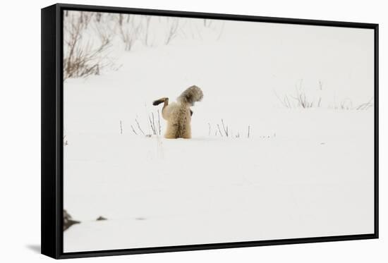 American Red Fox (Vulpes vulpes fulva) adult, hunting, jumping on prey in snow, Yellowstone-Paul Hobson-Framed Stretched Canvas