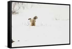 American Red Fox (Vulpes vulpes fulva) adult, hunting, jumping on prey in snow, Yellowstone-Paul Hobson-Framed Stretched Canvas