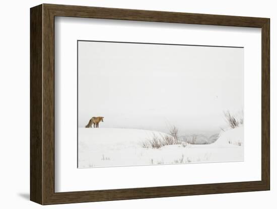 American Red Fox (Vulpes vulpes fulva) adult, standing on snow covered habitat, Wyoming-Paul Hobson-Framed Photographic Print