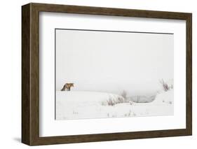 American Red Fox (Vulpes vulpes fulva) adult, standing on snow covered habitat, Wyoming-Paul Hobson-Framed Photographic Print