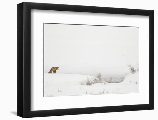 American Red Fox (Vulpes vulpes fulva) adult, standing on snow covered habitat, Wyoming-Paul Hobson-Framed Photographic Print