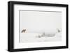 American Red Fox (Vulpes vulpes fulva) adult, standing on snow covered habitat, Wyoming-Paul Hobson-Framed Photographic Print