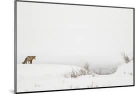 American Red Fox (Vulpes vulpes fulva) adult, standing on snow covered habitat, Wyoming-Paul Hobson-Mounted Photographic Print