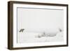 American Red Fox (Vulpes vulpes fulva) adult, standing on snow covered habitat, Wyoming-Paul Hobson-Framed Photographic Print