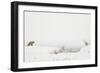 American Red Fox (Vulpes vulpes fulva) adult, standing on snow covered habitat, Wyoming-Paul Hobson-Framed Photographic Print