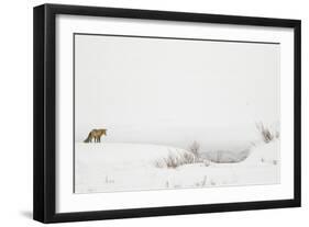 American Red Fox (Vulpes vulpes fulva) adult, standing on snow covered habitat, Wyoming-Paul Hobson-Framed Photographic Print