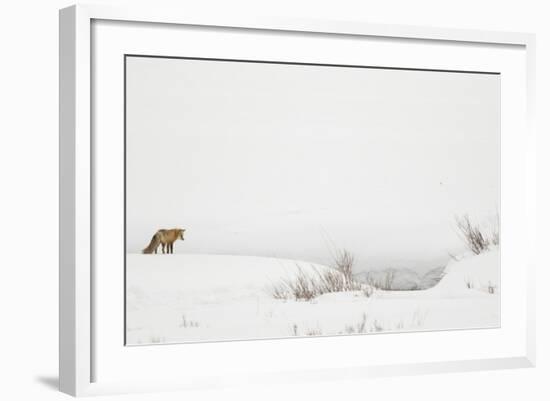 American Red Fox (Vulpes vulpes fulva) adult, standing on snow covered habitat, Wyoming-Paul Hobson-Framed Photographic Print