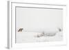 American Red Fox (Vulpes vulpes fulva) adult, standing on snow covered habitat, Wyoming-Paul Hobson-Framed Photographic Print