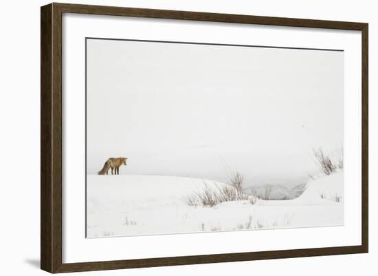 American Red Fox (Vulpes vulpes fulva) adult, standing on snow covered habitat, Wyoming-Paul Hobson-Framed Photographic Print