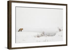 American Red Fox (Vulpes vulpes fulva) adult, standing on snow covered habitat, Wyoming-Paul Hobson-Framed Photographic Print