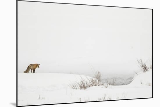 American Red Fox (Vulpes vulpes fulva) adult, standing on snow covered habitat, Wyoming-Paul Hobson-Mounted Photographic Print