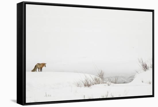 American Red Fox (Vulpes vulpes fulva) adult, standing on snow covered habitat, Wyoming-Paul Hobson-Framed Stretched Canvas