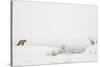 American Red Fox (Vulpes vulpes fulva) adult, standing on snow covered habitat, Wyoming-Paul Hobson-Stretched Canvas