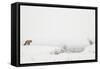 American Red Fox (Vulpes vulpes fulva) adult, standing on snow covered habitat, Wyoming-Paul Hobson-Framed Stretched Canvas
