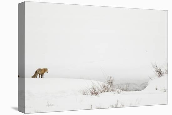 American Red Fox (Vulpes vulpes fulva) adult, standing on snow covered habitat, Wyoming-Paul Hobson-Stretched Canvas