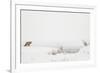 American Red Fox (Vulpes vulpes fulva) adult, standing on snow covered habitat, Wyoming-Paul Hobson-Framed Photographic Print