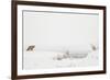 American Red Fox (Vulpes vulpes fulva) adult, standing on snow covered habitat, Wyoming-Paul Hobson-Framed Photographic Print