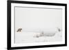 American Red Fox (Vulpes vulpes fulva) adult, standing on snow covered habitat, Wyoming-Paul Hobson-Framed Photographic Print