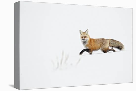 American Red Fox (Vulpes vulpes fulva) adult, walking on snow, Yellowstone , Wyoming-Ignacio Yufera-Stretched Canvas