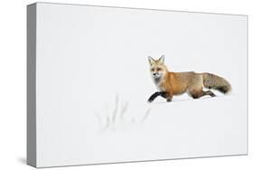 American Red Fox (Vulpes vulpes fulva) adult, walking on snow, Yellowstone , Wyoming-Ignacio Yufera-Stretched Canvas