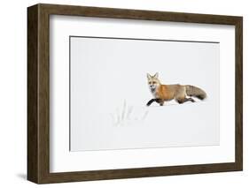 American Red Fox (Vulpes vulpes fulva) adult, walking on snow, Yellowstone , Wyoming-Ignacio Yufera-Framed Photographic Print