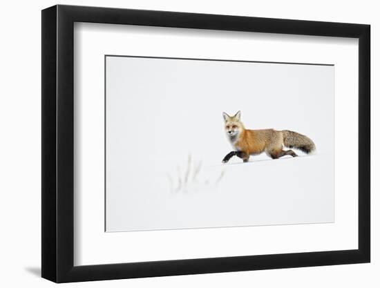 American Red Fox (Vulpes vulpes fulva) adult, walking on snow, Yellowstone , Wyoming-Ignacio Yufera-Framed Photographic Print