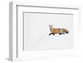 American Red Fox (Vulpes vulpes fulva) adult, walking on snow, Yellowstone , Wyoming-Ignacio Yufera-Framed Photographic Print